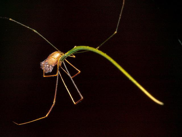 3 Twig Spider Zariņ... Autors: Zirnrēklis Neparastākie zirnekļi #4