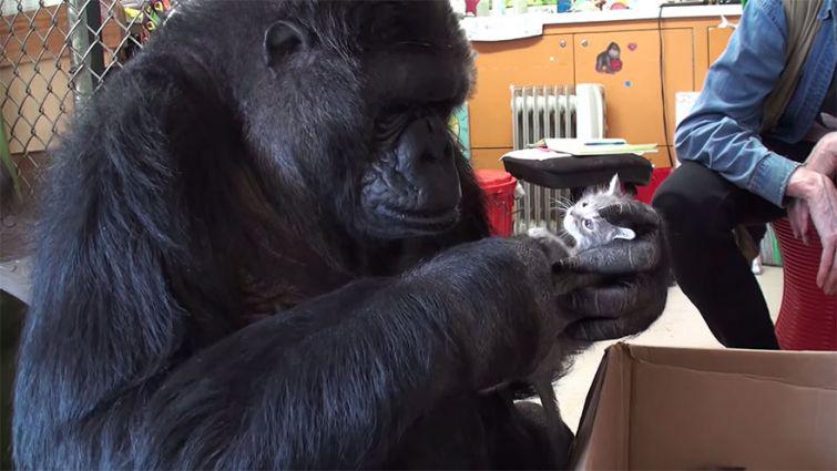 Gorillu mātīte vārdānbspKoko... Autors: zeminem Koko- 44gadīga gorilla kļūst par audžumammu kaķēniem.