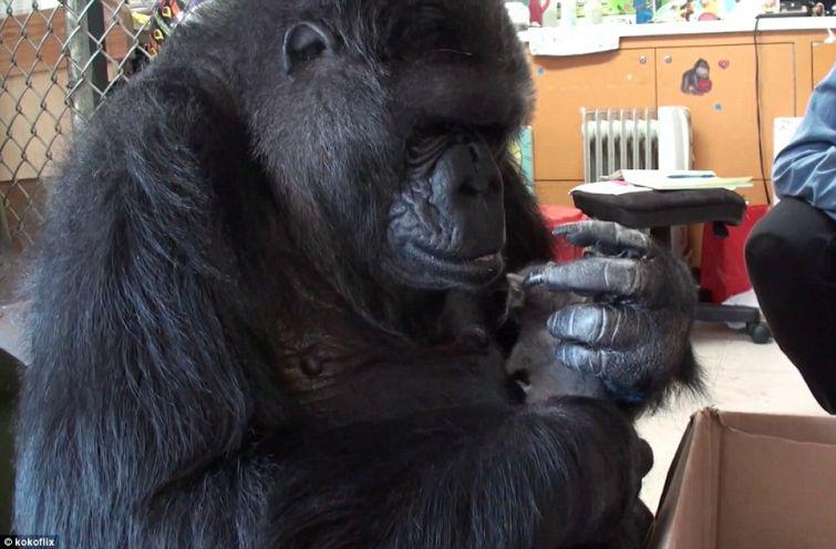 Koko piedzimanbsp1971gadā un... Autors: zeminem Koko- 44gadīga gorilla kļūst par audžumammu kaķēniem.