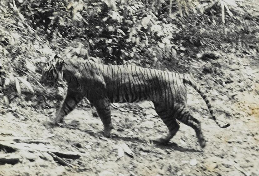 Javas tīģeris Javan tigerViena... Autors: droop Izmirušie dzīvnieki