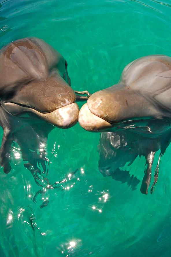 Cilvēki un delfīni ir vienīgās... Autors: Geimeris Fakti par mīlestības galējo izpausmi! #2