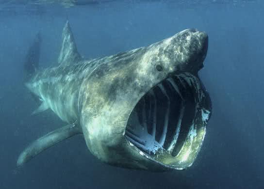 Gigantiskā haizivs  ir... Autors: Agresīvais hakeris Negribētos vienu tādu satikt!