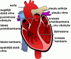  Autors: Fosilija Interesanti fakti par cilvēka sirdi!