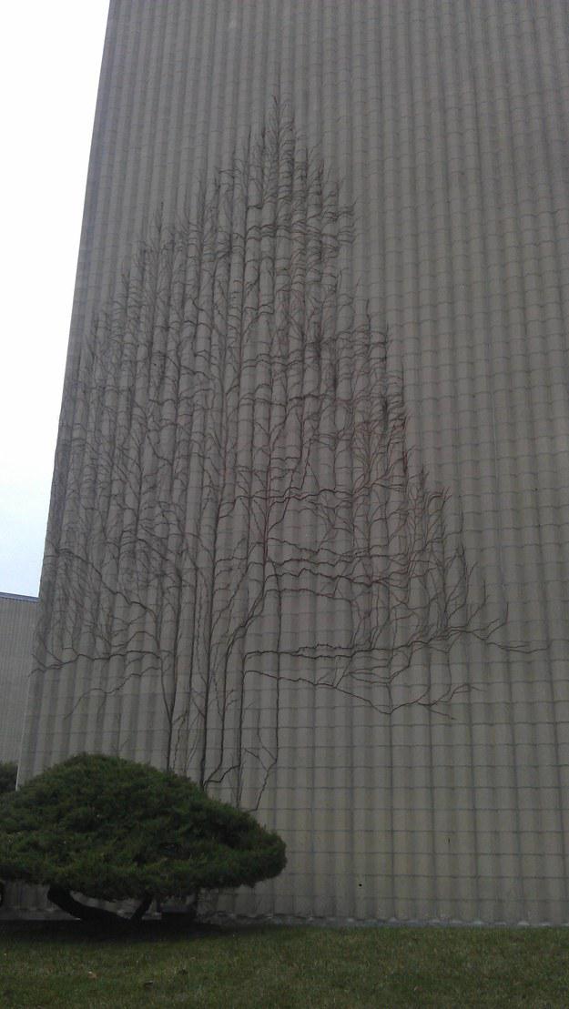 Vīteņaugs ēkas sienā augdams... Autors: bergitta Nu nav te nekā interesanta!