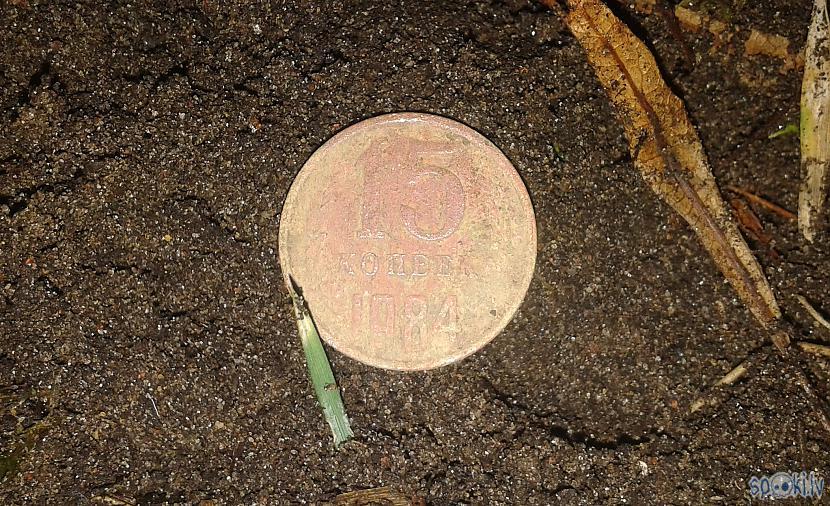 Pirmā monēta  CCCP 15 kapeikas Autors: pyrathe Pa laukiem ar metāla detektoru (apciemoju radus)