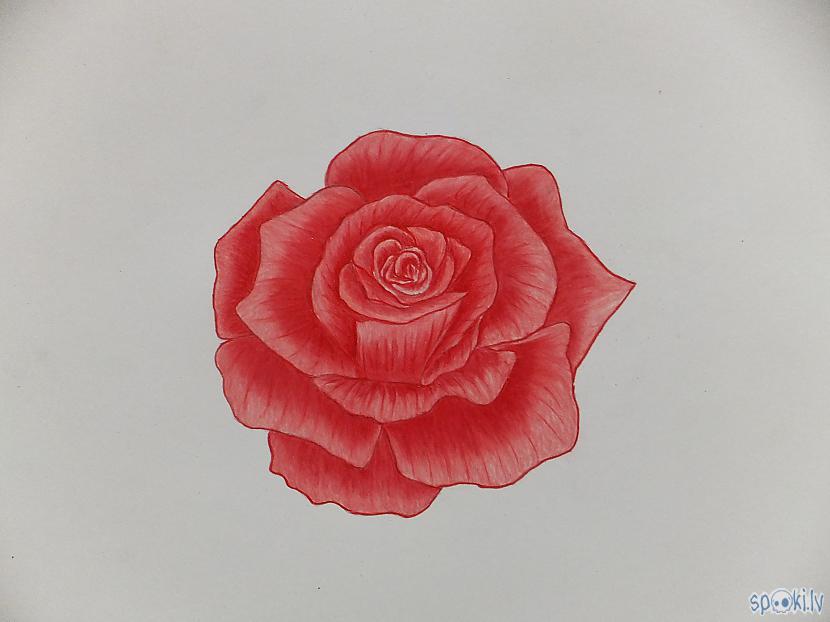  Autors: Edgarsnr1 Sarkana roze - zīmējums