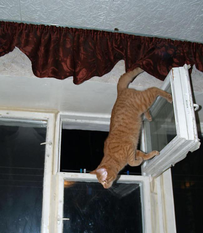  Autors: matilde Kaķi, kuri aizmirsa par gravitāciju!