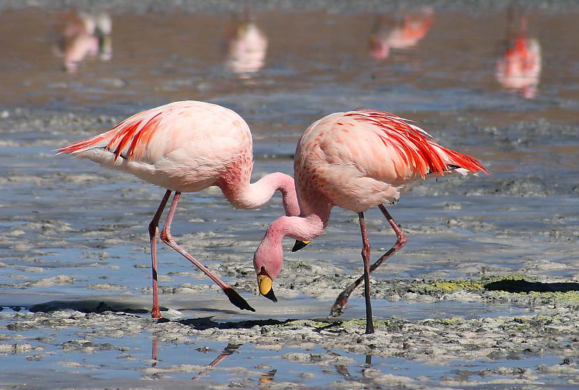 Flamingo ir rozā jo barojas no... Autors: Agresīvais hakeris Faktiņi, kuri uzspridzinās jūsu prātu!