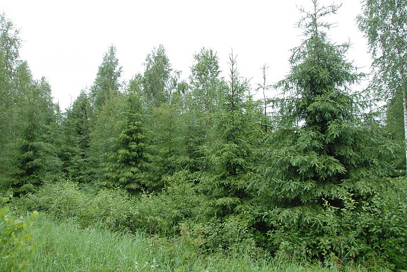 Aptuveni 3035miljonus reālas... Autors: super kaste Ziemassvētku fakti