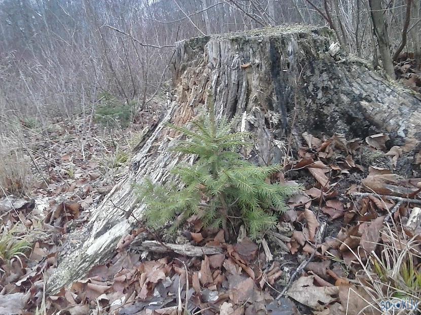  Autors: Fosilija Pilsblīdene...