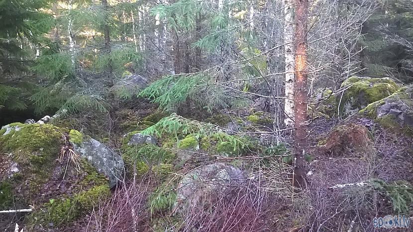  Autors: kapuracējs Meža veči Zviedrijā,jeb,mans skatījums uz Zviedriju.