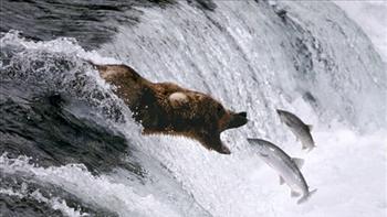 Brūnais lācisKādreiz brūnie... Autors: vikucis026 Pasaules apdraudētie dzīvnieki.