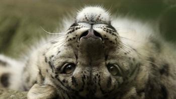Sniega leopardsSniega leopardi... Autors: vikucis026 Pasaules apdraudētie dzīvnieki.