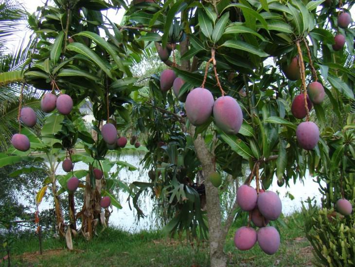 Shaadi izskataas mango kokaa Autors: ezkins Kā izskatās visiem zināmie produkti pirms nonākšanas veikalu plauktos