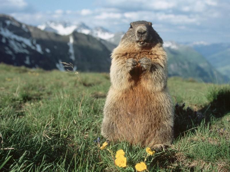 Kopsh taa laikanbspPhil ir... Autors: ezkins 130 gadi, kopš ASV atzīmē Murkšķa (Groundhog) dienu