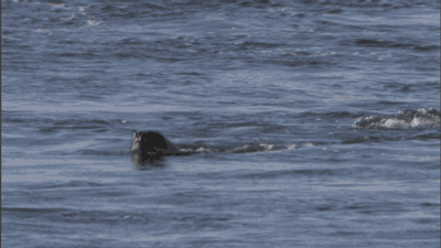  Autors: spriditis46 Gif 2