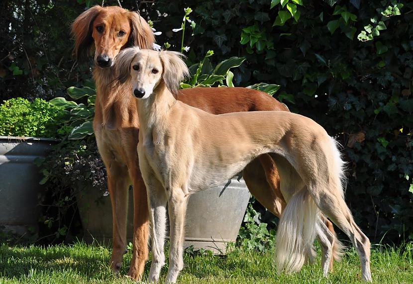 Saluki Autors: LadyAnna 10 Pasaules dārgākās suņu šķirnes