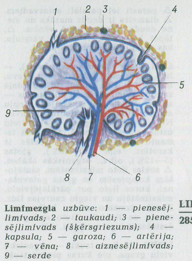 Izveidots mākslīgais orgāns, kas spēj ražot antivielas ārpus ķermeņa !!!