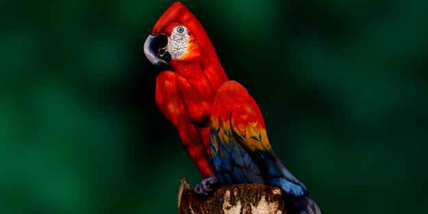 Vai tas ir papagailis... Autors: Geimeris Optiskās ilūzijas.