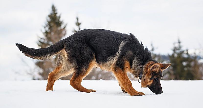 1Jūsu suns ir tikpat gudrs kā... Autors: Čarizards 10 fakti par suņiem!