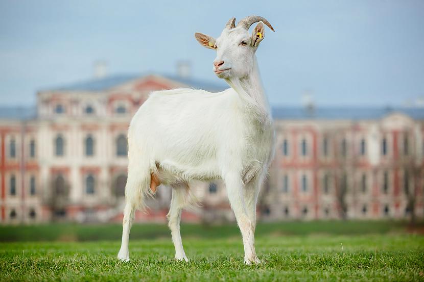 7 mīti par LLU jeb ko Tu nezināji par universitāti Jelgavā