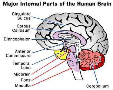 10 Cilvēka smadzenes mēdz... Autors: Čarizards 10 fakti par cilvēka smadzenēm.