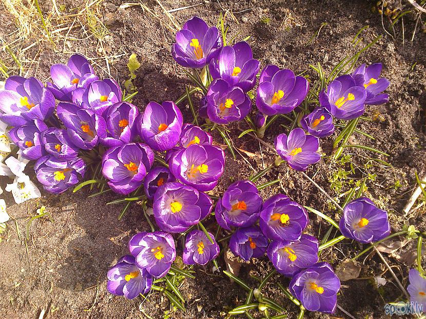 Fantastiski violetie... Autors: ezkins Pavasara krāsu zibšņi