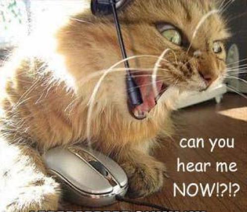 Dzirde ir viena no stiprākajām... Autors: KALENS Interesanti fakti par kaķiem!