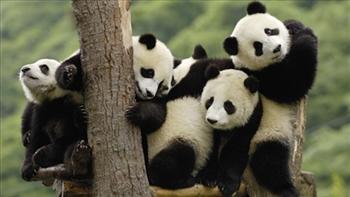 Lielā pandaPandas apdraud... Autors: marchellio5 Pasaules apdraudētāko dzīvnieku sugu...Top 7