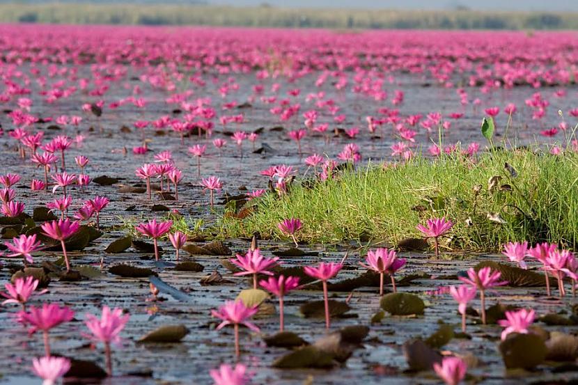 Nong Han Kumphawapinbspezers... Autors: ezkins Unikāls ezers, nosēts ar spilgti rozā lotosiem