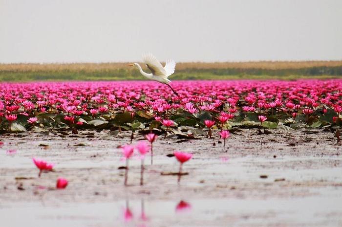 Tomeer ziedi kaa redzams... Autors: ezkins Unikāls ezers, nosēts ar spilgti rozā lotosiem