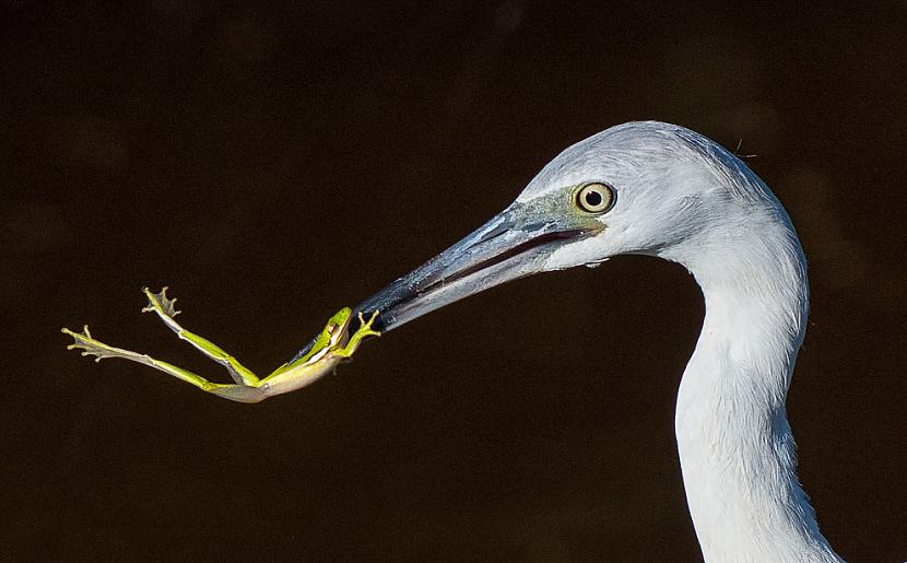 Little blue heron... Autors: ezkins Putnu fotokonkurss Audubon Photography Awards 2016