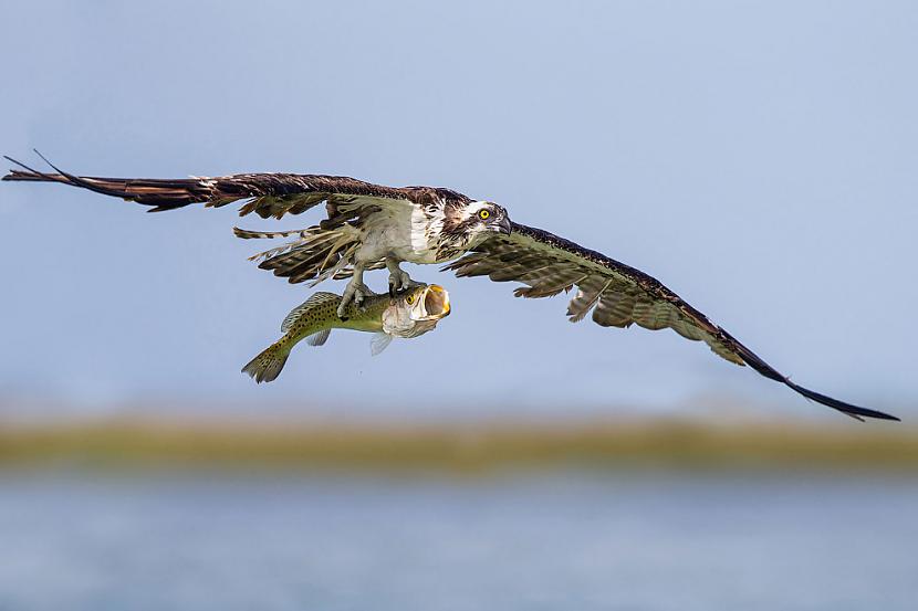 Osprey when fishing Photo... Autors: ezkins Putnu fotokonkurss Audubon Photography Awards 2016