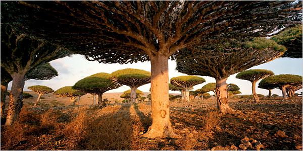 Sukvatra sala JemenaŠī vieta... Autors: Fosilija Interesantas, un neparastas vietas pasaulē
