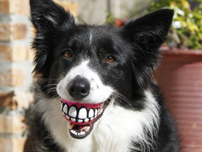 Tavam sunim ir dzelteni zobi... Autors: matilde 17 idejas, ko iegādāties internetveikalā, kad esi piedzēries