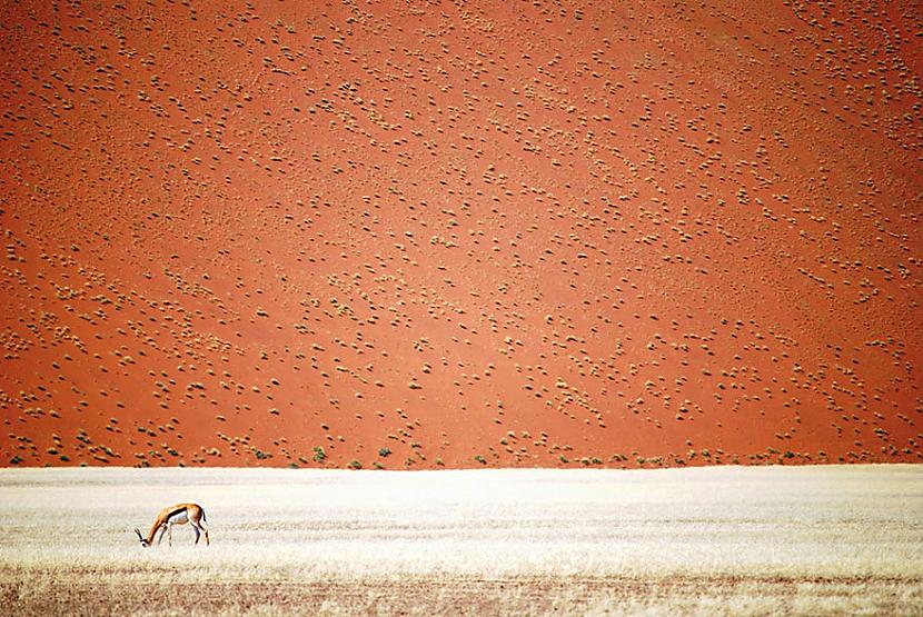 Namībija Autors: matilde 2016.gada National Geographic Traveler foto konkursa labākie kadri (20+ attēli)