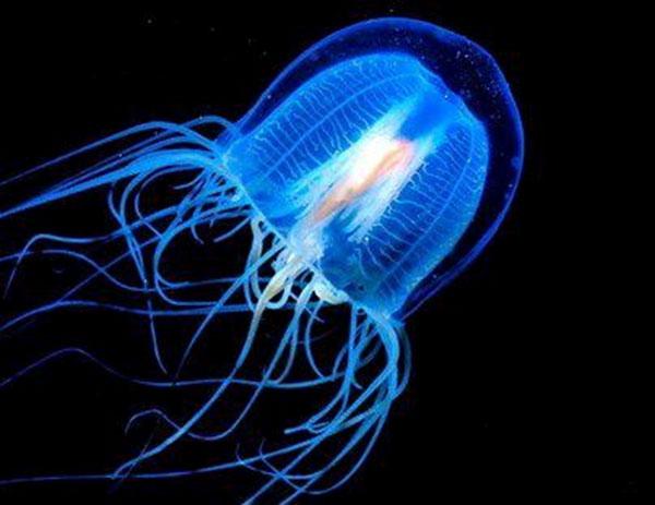 Nemirstīgā medūza ir vienīgais... Autors: Latvian Revenger 29 smieklīgi fakti par dzīvniekiem