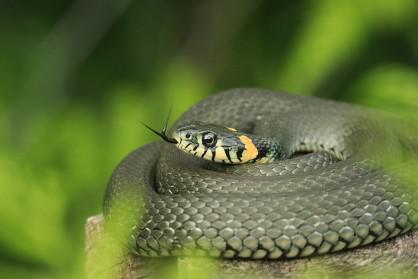 Skudras nekad neguļ bet čūskas... Autors: sukanah 13 dažādi fakti