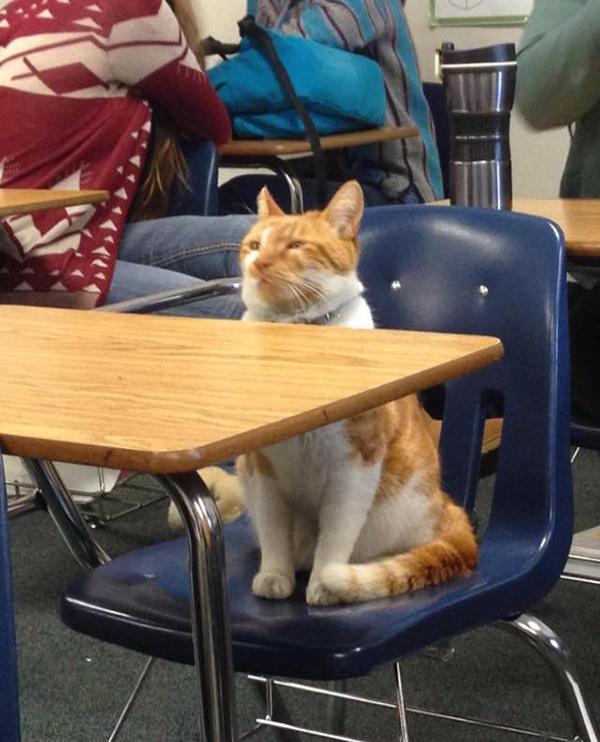 Scaronis ir Bubba tik populārs... Autors: KALENS Kaķis - skolnieks?