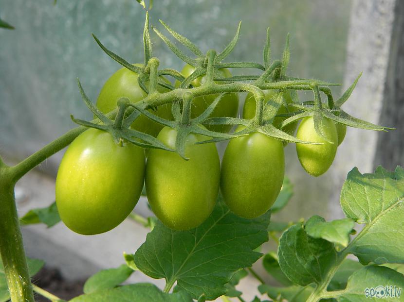 Re kādi auglīscaroni jau klāt  Autors: Werkis2 Sējam un audzējam tomātus 2016_3.daļa.