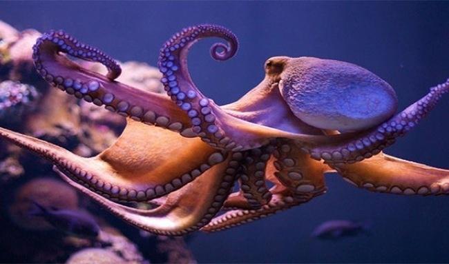 Astoņkājim ir trīs sirdis Autors: Čarizards 25 savādi fakti.