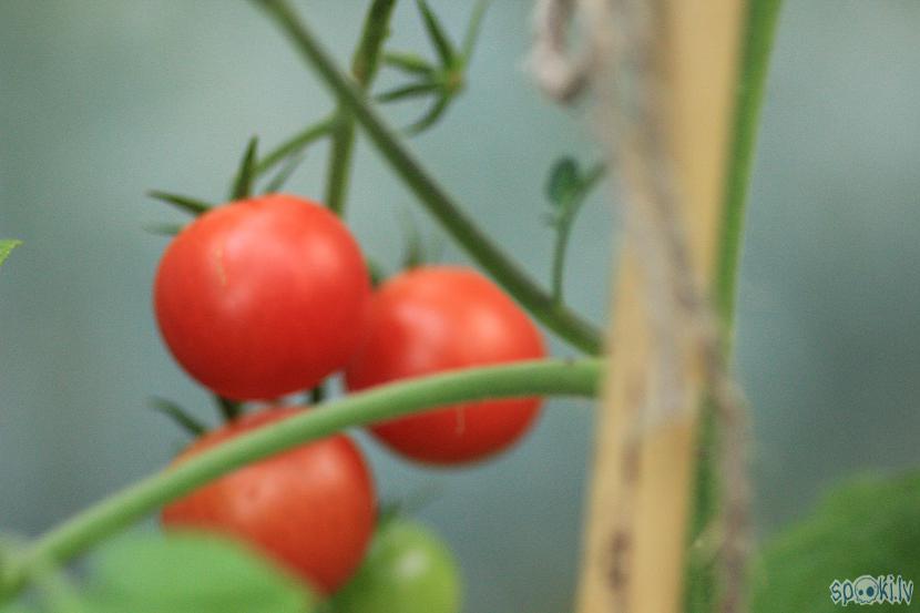 Tomāti un... Autors: Werkis2 Sējam un audzējam tomātus 2016_4.daļa.