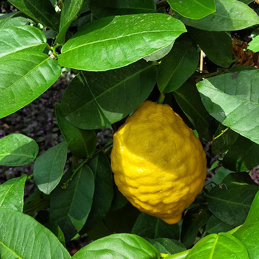 Citrons tropu mežā Autors: ghost07 Apmeklēju Salaspils botanisko dārzu