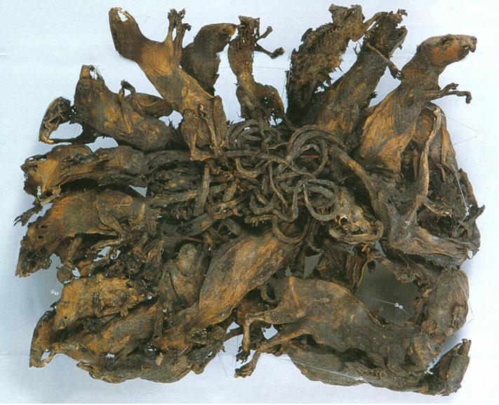 Žurku karalisVairākos pasaules... Autors: Lestets Artefakti, kas glabā gadsimtu noslēpumus