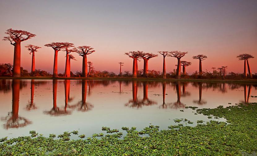 Baobabu aleja Madagaskara Autors: sfinksa Aizraujoši tūrisma objekti pasaulē