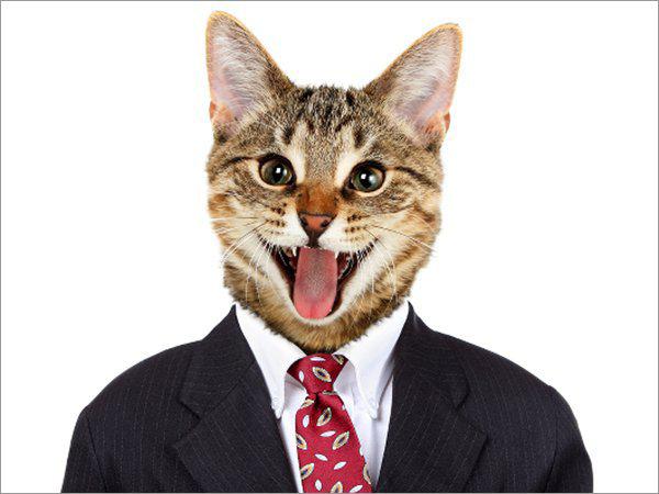 Huffington post žurnālists... Autors: matilde Kas notiktu ar pasauli, ja kaķi būtu galvenie?!