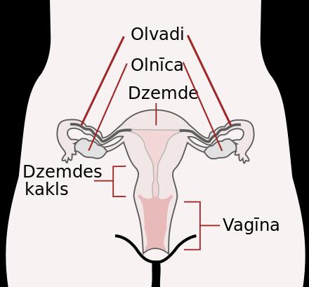 Olnīcas ir vajadzīgas lai... Autors: antoons Cilvēka orgānu svars.