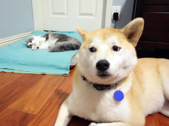 Doge is sad c Autors: SuperPiens Kad kaķi pārņem suņu gultas