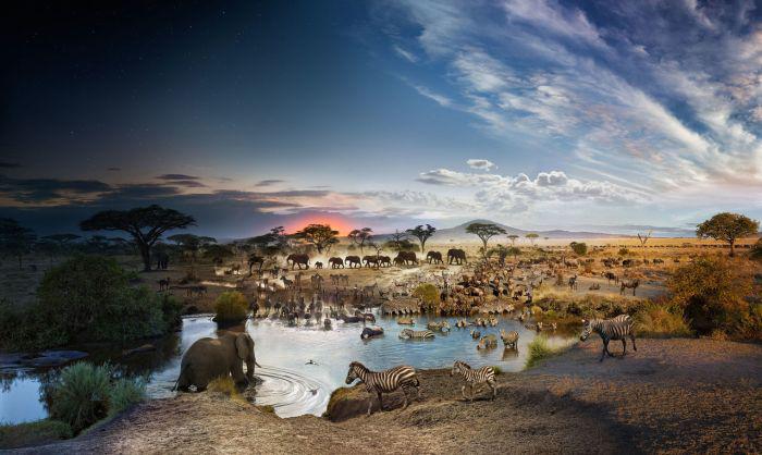 Serengeti Nacionālā parka... Autors: kaķūns 60+ interesanti foto ar aprakstiņiem