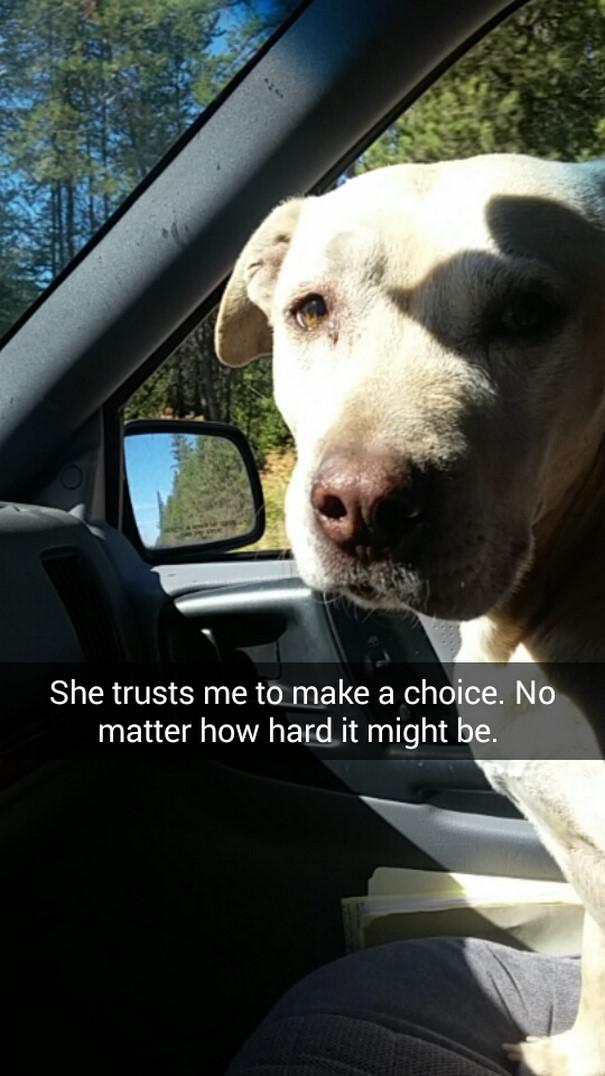 Viņa uzticas man ar izvēles... Autors: matilde Šī sieviete iemūžināja sava mirstošā suņa pēdējo dienu